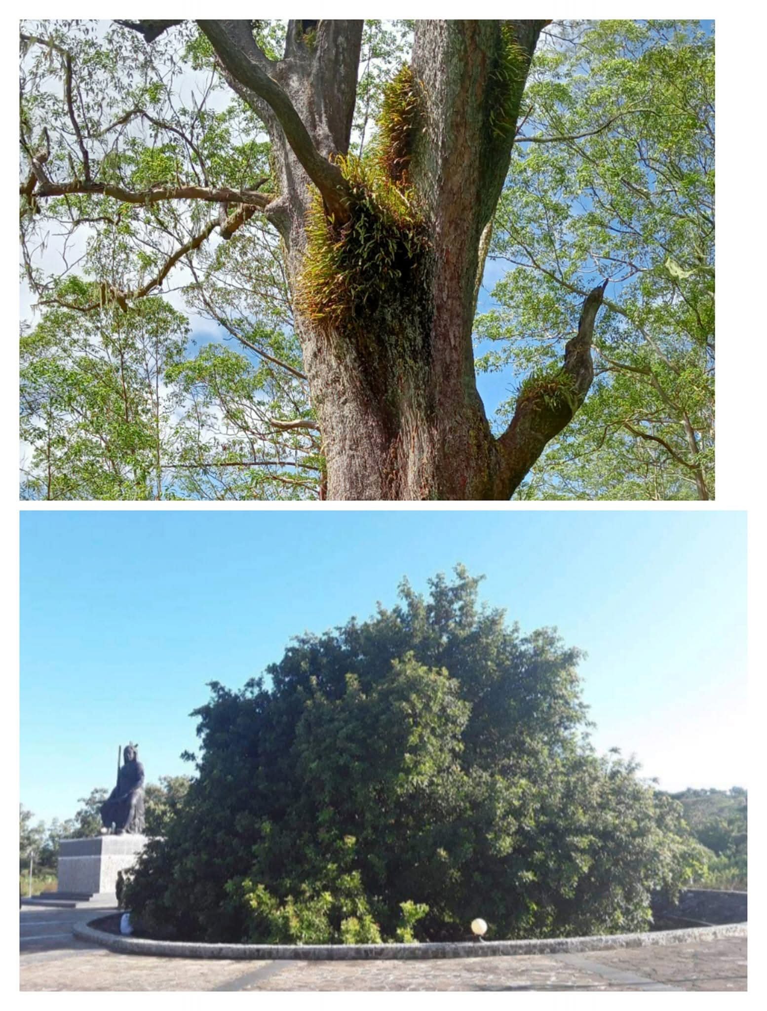 Ai Ru Maubere, Foto SISR#Che Arino Lara 82