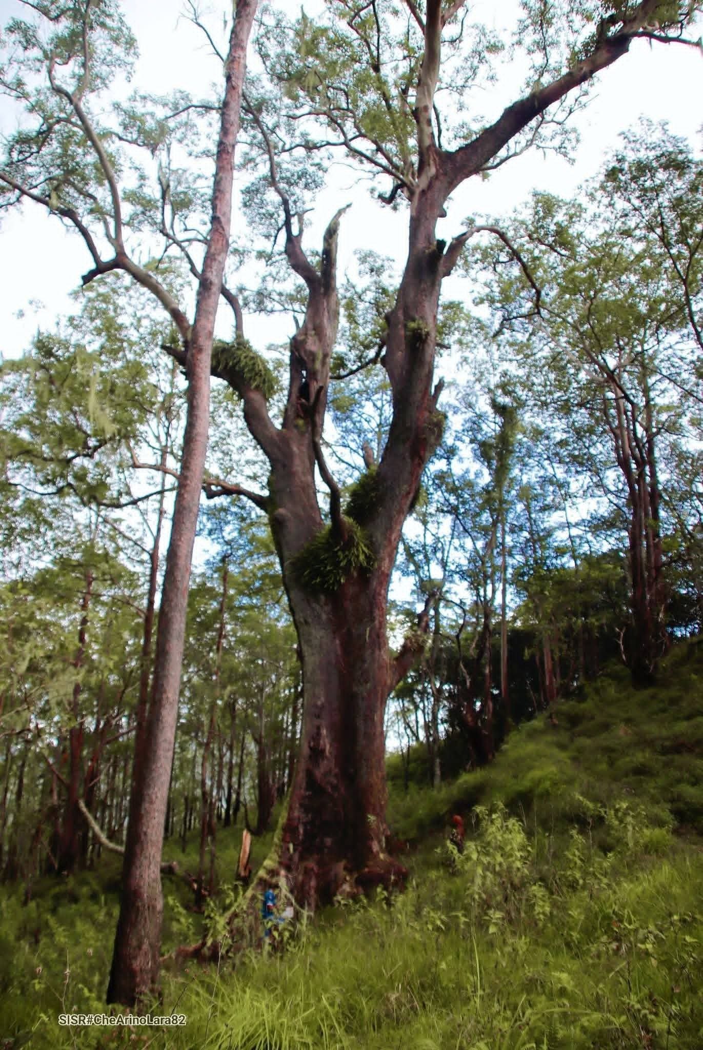 Ai Ru Maubere, Foto SISR#Che Arino Lara 82