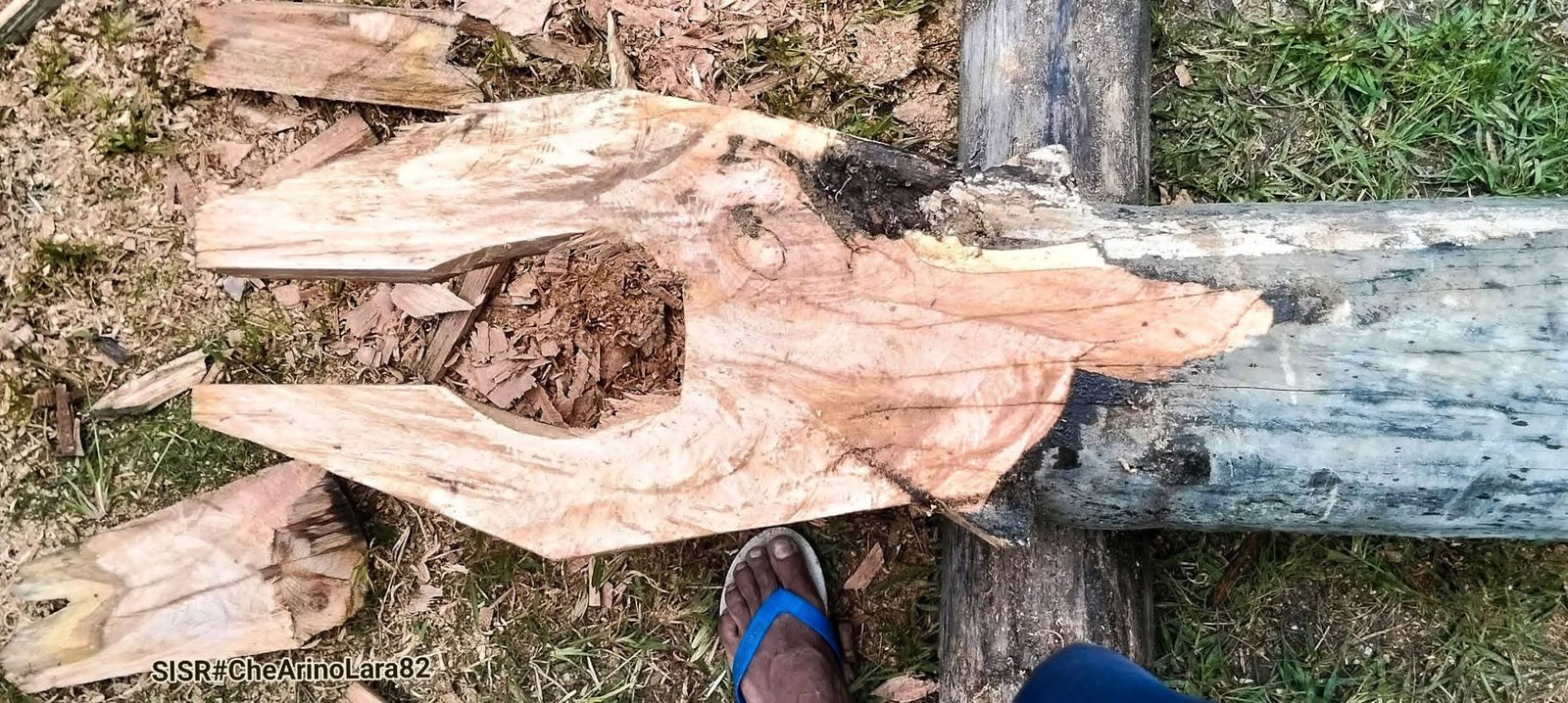 Hasai Ai nehan Iha Kadunan Boeloko, Che ARino Lara 82